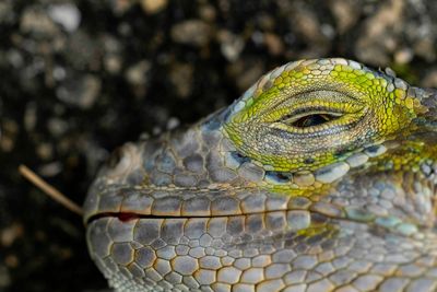 Dolphins star Jaelan Phillips pays $150 to have iguana evicted from his toilet