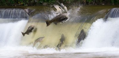 The surge in hydroelectric dams is driving massive biodiversity loss