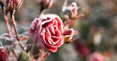 The big chill is coming - have you got your frost beaters at the ready?