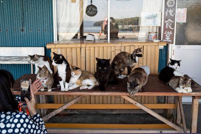 The tiny island where cats outnumber humans – and made it a tourist destination