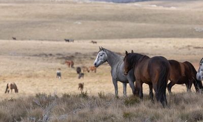 More than 5,000 feral horses culled in Kosciuszko national park since aerial shooting resumed