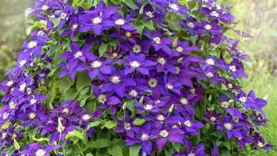 How and when to fertilize clematis plants – for a profusion of colorful blooms