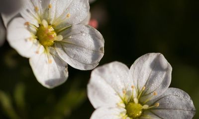 Extinct mountain plant reintroduced to secret location in north Wales