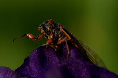 Up close and personal, cicadas display Nature's artwork. Discerning beholders find beauty in bugs.