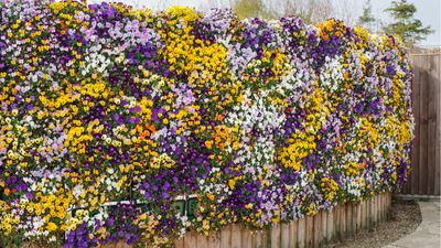 Project for the weekend: How to plant a flowering living wall