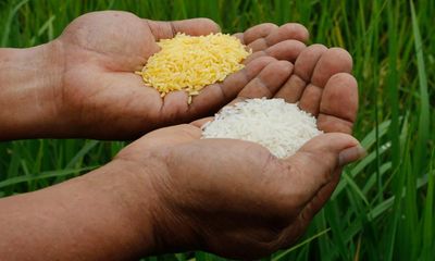 ‘A catastrophe’: Greenpeace blocks planting of ‘lifesaving’ Golden Rice