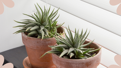 How to care for an aloe vera plant – an expert guide