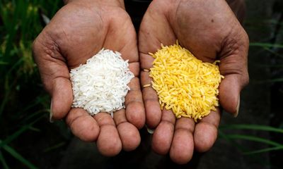 The Observer view: When modified rice could save thousands of lives, it is wrong to oppose it