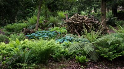 What is a stumpery? Plus expert advice on how to create one