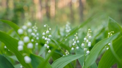 How to grow lily of the valley – for a vigorous part-shade perennial
