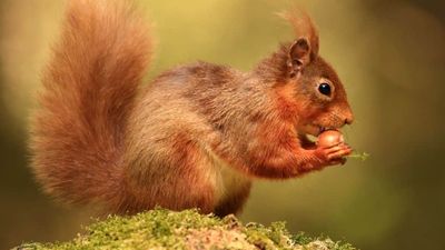How to watch Cumbria's Red Squirrels online or on TV from anywhere