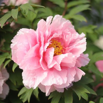 5 peony pruning mistakes to avoid if you want these romantic blooms to come back year after year