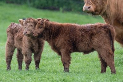 Popular museum near Glasgow welcomes two baby Highland cows