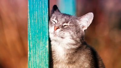 Why do cats rub their face on things? We asked an expert (and the answer is really sweet!)