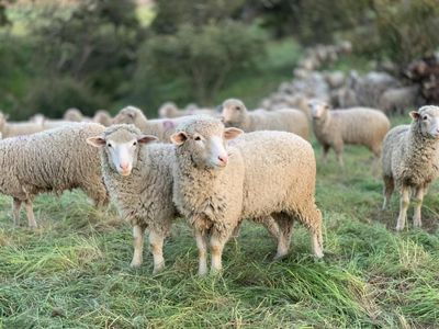 Farm famed for pedigree sheep put on the market for £2 million