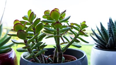 How to care for a money plant – an expert guide to keep this prosperous plant happy