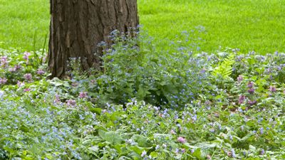 Best ground cover plants for shade – 5 plants that thrive in darker spots