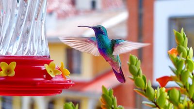 How to attract hummingbirds to your balcony — 8 tips to bring these magical creatures to you