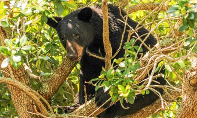 Family infected with parasitic worms in US after eating bear meat, CDC says