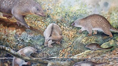 Ancient 'echidnapus' evidence of 'age of monotremes'