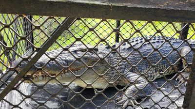 Huge croc that twice lunged at fisherman is caught