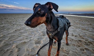 Doggie paddles: 10 of the best dog-friendly beaches in the UK