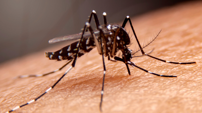 Health officials warn against serious diseases caused by mosquitoes: How to remain safe
