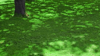How to get grass to grow in the shade — 3 expert tips