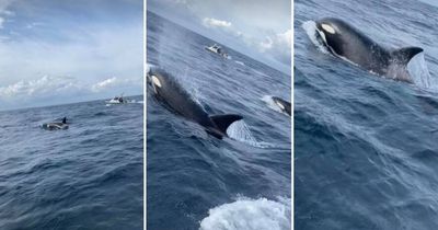 Watch angler's close encounter with killer whales near Swansea