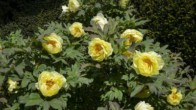How to grow a tree peony – the flowering shrub with large, dramatic blooms