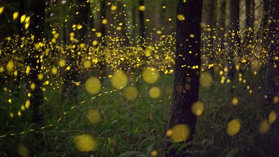 How do fireflies light up?