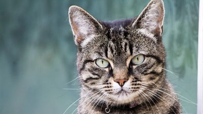 32 things to love about European shorthair cats