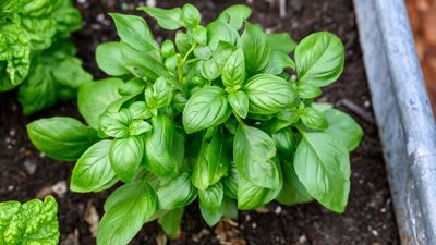 Why is my basil wilting? 5 reasons why, and how to treat it