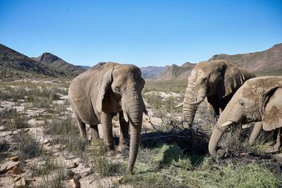 Scientists decipher elephant "sentences"