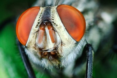 This Fruit Fly Brain Scan Will Convince You These Pests Are Actually Geniuses