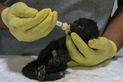 The number of heat-related howler monkeys deaths in Mexico has risen to 157, with a few recovering