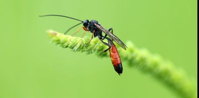 DNA analysis reveals that there are more species of parasitoid wasps than anticipated