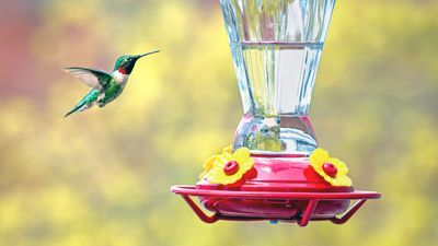 Hummingbird feeder mistakes — 7 common errors to avoid to keep these fabulous feathered friends happy