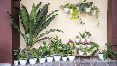 Plant experts are encouraging us to move houseplants outdoors this summer – discover why yours can benefit from some fresh air