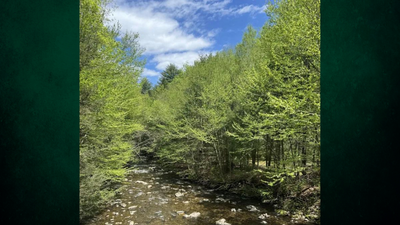 Brain teaser: Only a sharp mind can spot the eagle hidden in these trees
