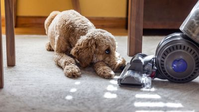 4 signs you have a flea infestation – and expert advice you shouldn't ignore