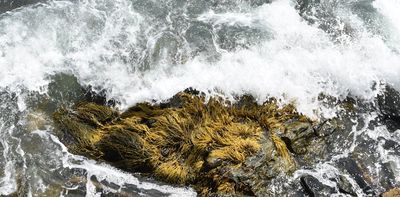 Buried kelp: seaweed carried to the deep sea stores more carbon than we thought