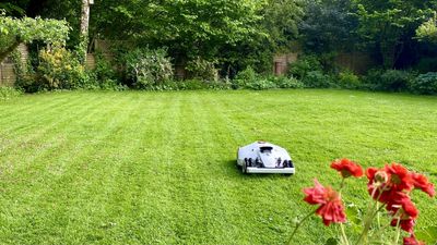 6 mistakes everyone makes with robot lawn mowers