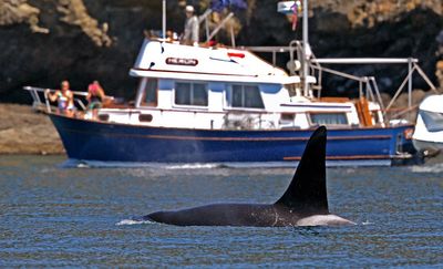 Scientists may finally have answer to why killer whales keep attacking boats near Gibraltar