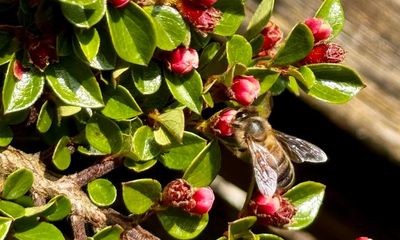 Country diary: The bees have a new favourite food almost every week