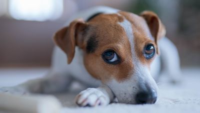 Whale eyes in dogs: Vet's guide to signs and causes