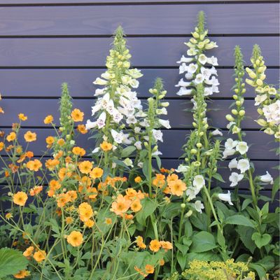 Foxgloves were the surprising star of the RHS Chelsea Flower Show, and this is how to grow your own