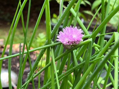 Luckily for cooks and gardeners, some herbs come back year after year