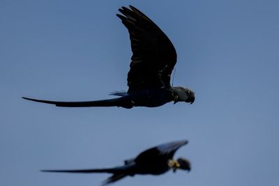 Recovery of Brazil's Spix's macaw, popularized in animated 'Rio' films, threatened by climate change