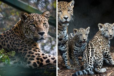 Attempts To Artificially Inseminate Jaguars And Lions Have Had Tragic Results